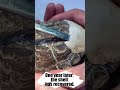 Turtle's Shell Smashed by Dumbbell, Recovered in A Year