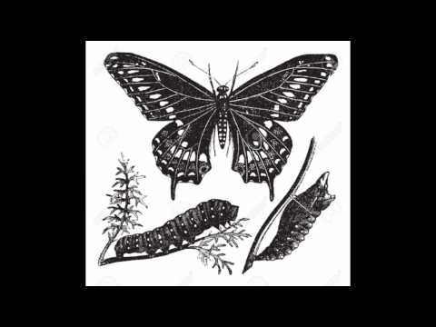 Sleep Museum-Butterfly