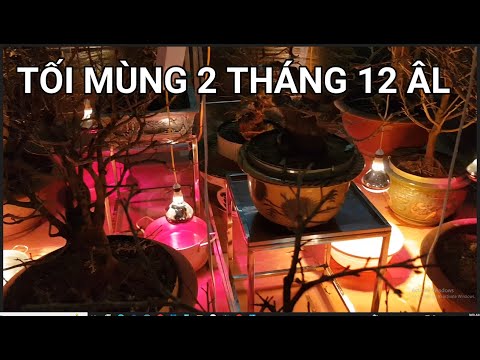 🔴 QBS22343 - VISIT THE INCUBATION FURNACE ON THE 2ND DAY OF THE LUNAR CALENDAR | HOW TO STIMULATE...
