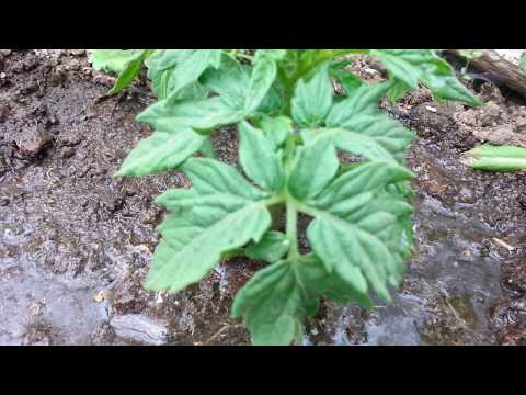 pomidory w szklarni działka porady StarTV