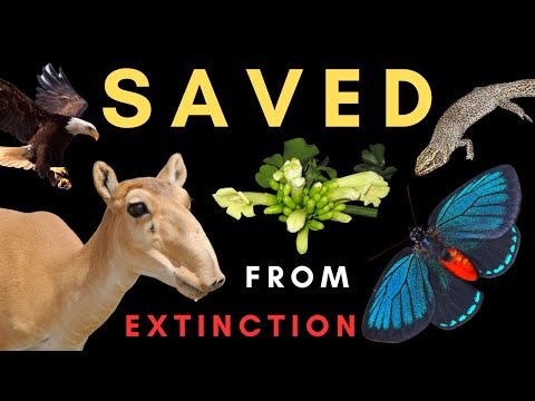 Conservation SUCCESS! - How 5 species were brought back from near EXTINCTION