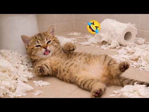 Funniest Cats Ever 😹 Try Not To Laugh 2026