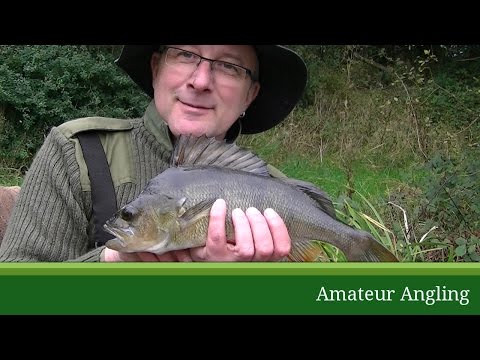 Perch fishing with waggler and prawns