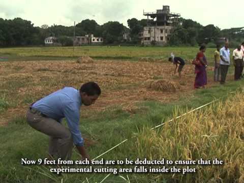 Yield Estimation Procedure of Rice in Bangladesh produced by BBS