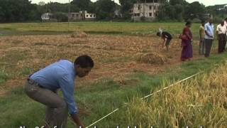 Yield Estimation Procedure of Rice in Bangladesh produced by BBS