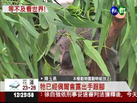 向遊客說嗨! 無尾熊寶寶伸小手