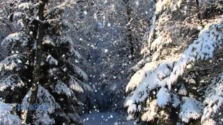 Everything is White ... music Bijan Mortazavi (Boghz)