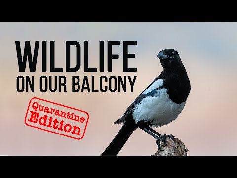 WILDLIFE PHOTOGRAPHY During Lockdown? || Nikon Z6 + Nikon 200-500mm