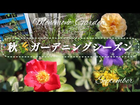 園芸 マウンテン亜麻、マウンテンフォルミウム、クックスフォルミウム