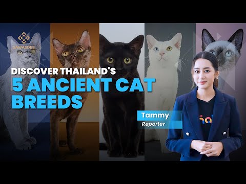 Five Thai cats shape national identity: heritage, luck and cultural pride