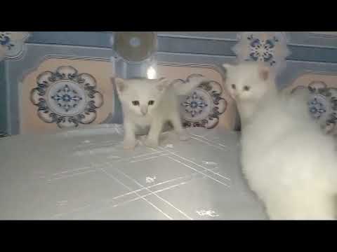 Cute Persian Cats 😻😻😘🥰 | Subscribe My Youtube Channel ❤️