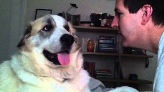 Dog sucker punches dude in the face