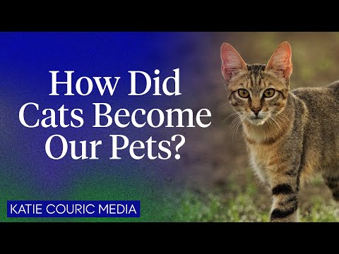 The Evolution of Cats: From Pest Control to Best Friends