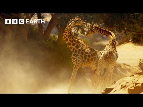 Brutal Giraffe Showdown | Narrated by David Attenborough | Africa | BBC Earth