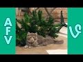 AFV TRY NOT TO LAUGH Watching America S FUNNIEST Cat Vines