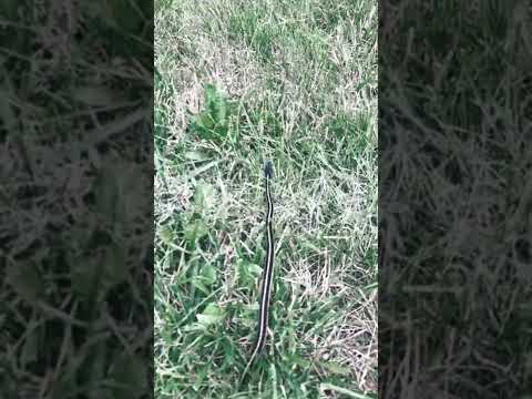 Black Snake with Yellow Stripes in my Yard?#shorts #snakesaver #hmdradio