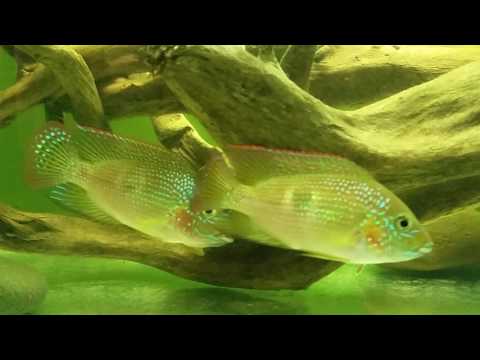 Cribroheros rhytisma
