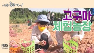 [나는농부다 217회] 어린이들 고구마 체험 농장에서 체험 학습 하기