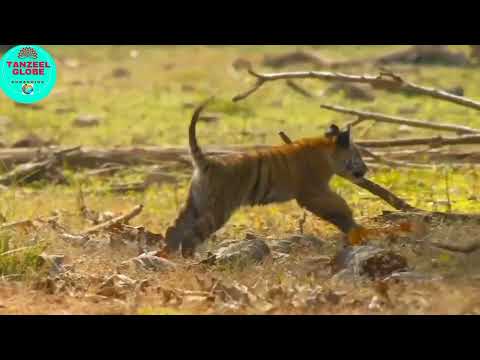 #SAVE_FOREST #SAVE_TIGER