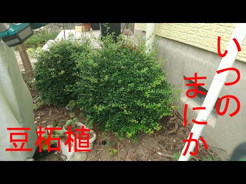 園芸 ツゲの代替品