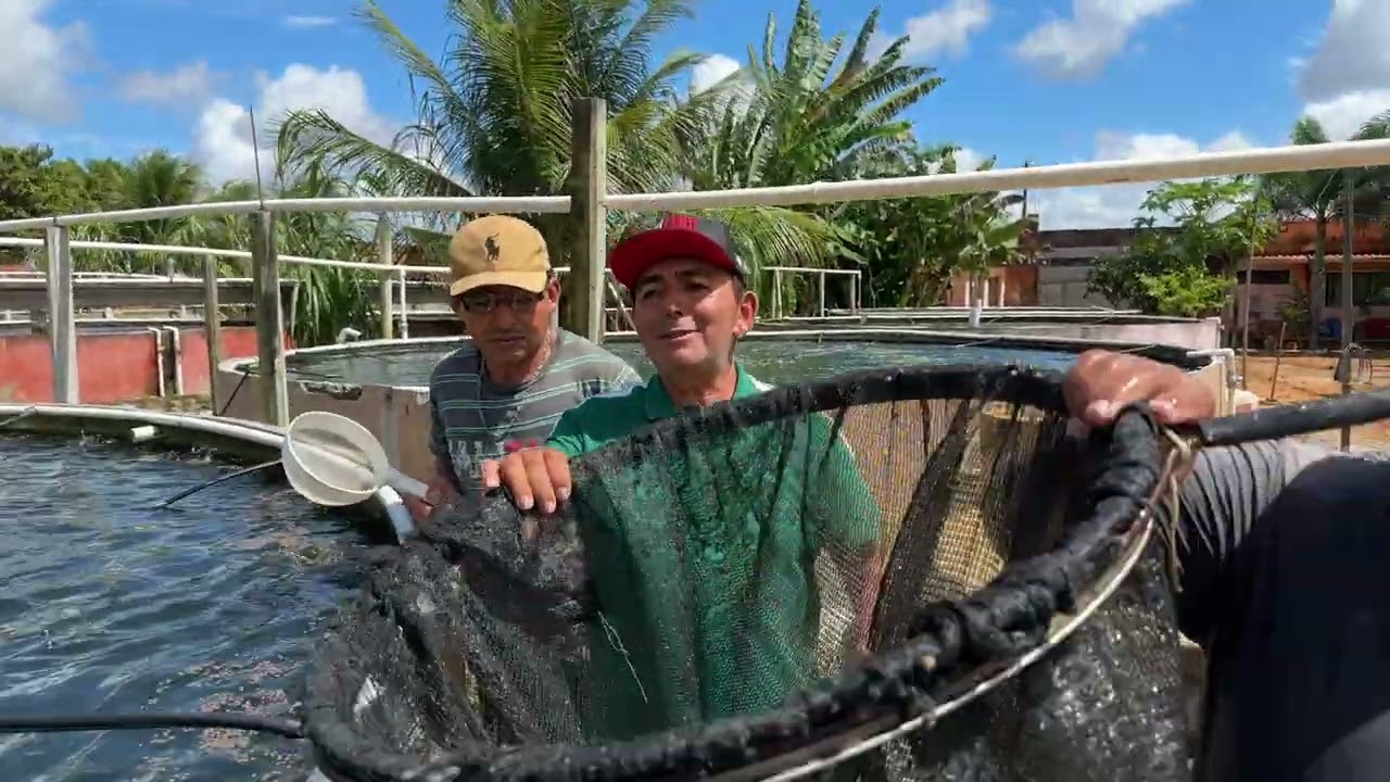 ATUALIZANDO VOCÊS DE TODO PEIXE QUE TENHO NA MINHA PISCICULTURA.