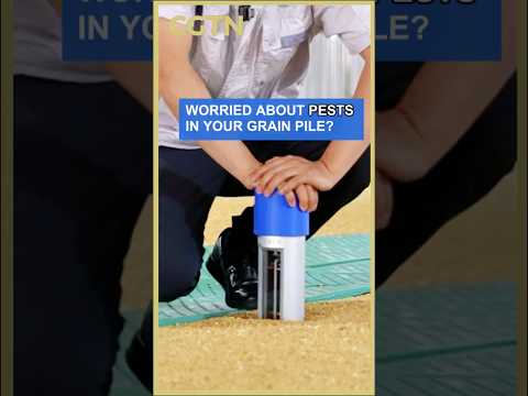 Worried about pests in your grain pile? Check out this 'Bug Detective'