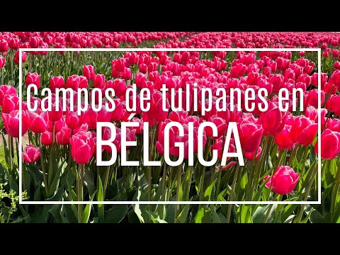 Video of the tulip fields in Belgium