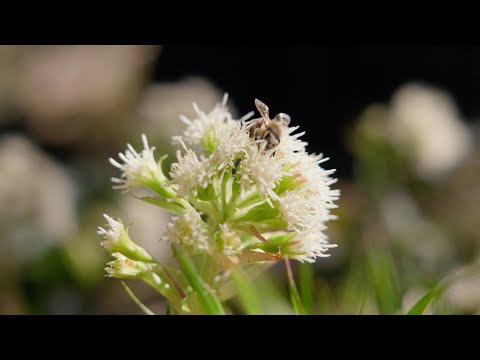 Marwin Tea - Honigbienen (offizielles Video)