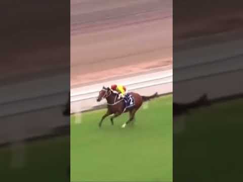 🇭🇰 Hong Kong Mile (G1) Winner California Spangle (IRE) 🏆