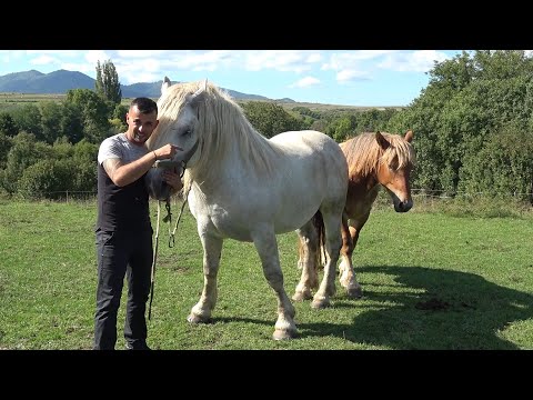 Armasarii lui Ionut de la Calata, Cluj - 2025 Nou!!!