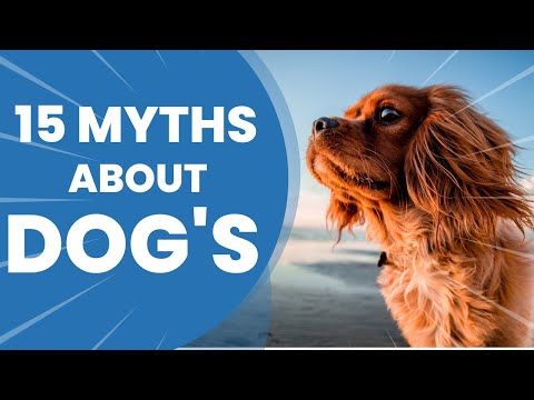 Top 15 Common Myths About Dogs | Avoid These Now | Pets Guide
