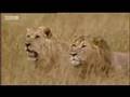 King Lion Under Attack BBC Wildlife