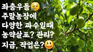 주말농장 다양한 과수를 심었을때 농약살포는? 관리는?