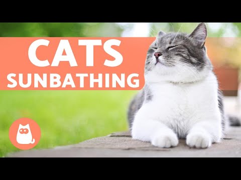 YouTube video about: Why do cats like to lay in the sun?