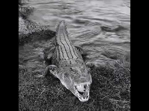 MOP - EDGE OF THE WORLD (vizualizer)