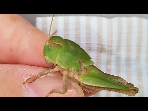 赤翅目ガリコロンベ - 定義