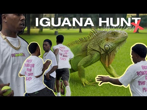 ￼ I caught the biggest iguana in Western Florida today 