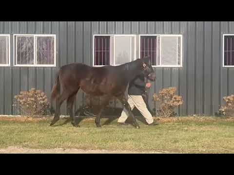 Hip #1423 - Yearling Colt by Shaman Ghost - Intanga Rose