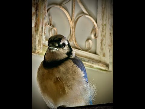 Don and Diane Shipley LIVE - June 1st at 1800 Eastern Thumbnail