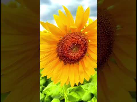 GIRASOLES de Turen, Portuguesa.