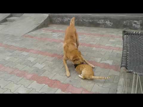 Friendship of dog and cat