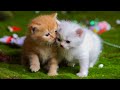 Kittens Playing On The Grass With Animals Dogs Rabbits Cows Mice Cats Meowing