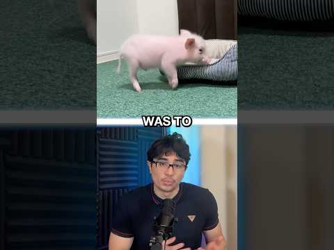 Man Raises Pig for 100 days Then Eats it…