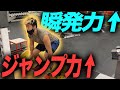 【ジャンプ力を上げたい人にオススメ!】㊙️デッドリフト教えます。