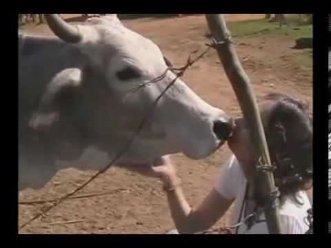 Documentário "A carne é fraca" - Instituto Nina Rosa