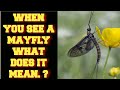 WHEN YOU SEE A MAYFLY WHAT DOES IT MEAN ?