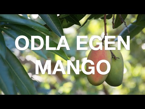 Såhär odlar du egen mango