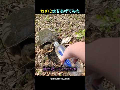 カメに水をあげてみた