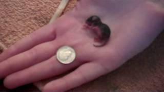 Hand Feeding Baby Field Mouse