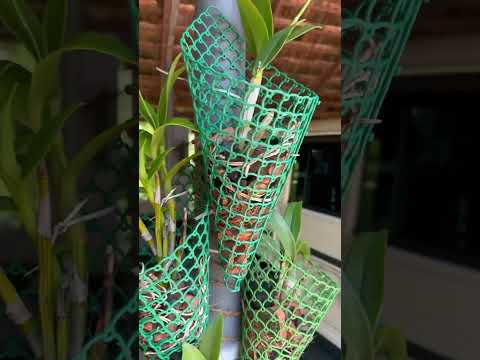 Orchid planting ideas #orchid tree💡🤩